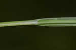 Pale sedge